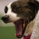 Illustration for article titled Dirty Mudbloods Allowed to Mingle with Purebred Dogs at Westminster